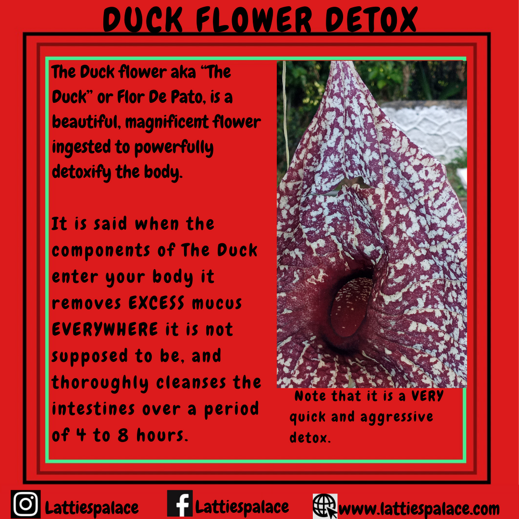 Duck Flower