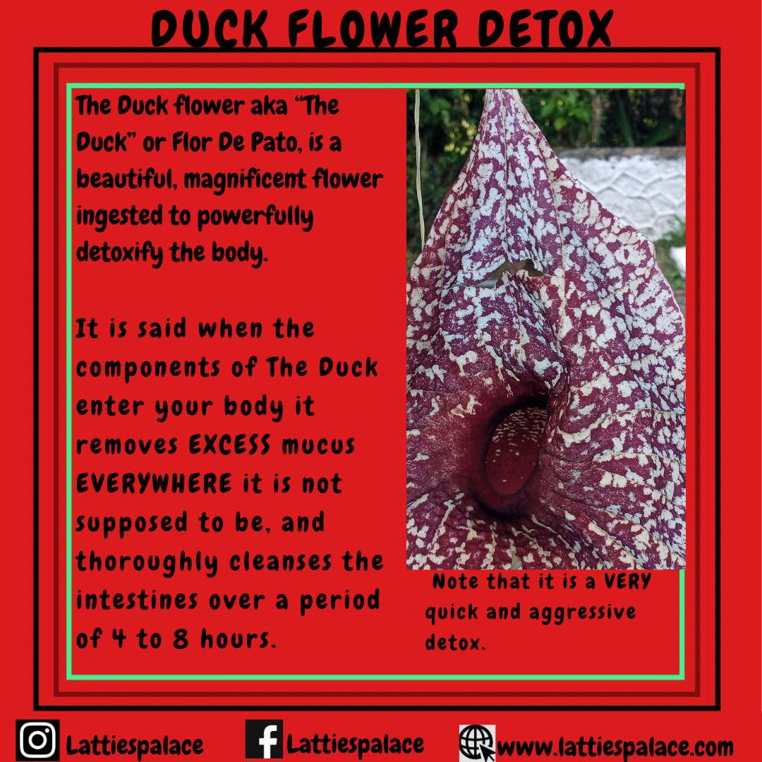Duck Flower