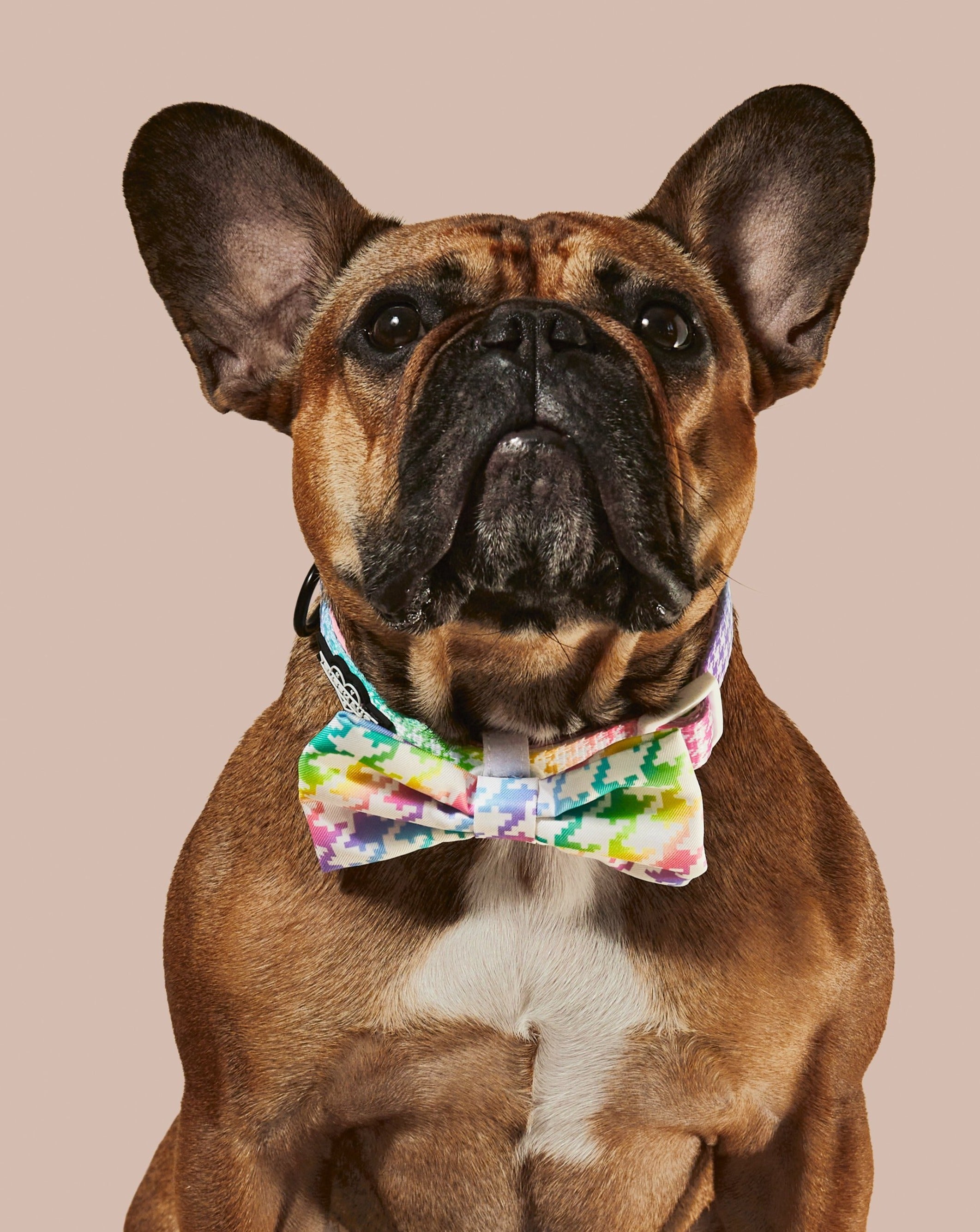 Rainbowtooth Collar & Bowtie