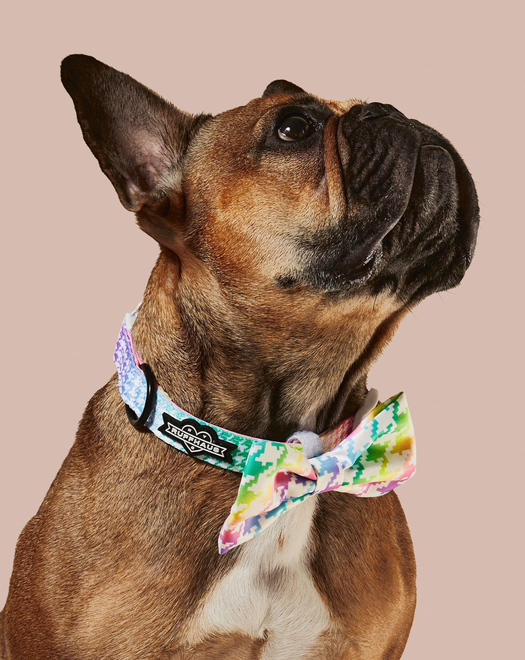 Rainbowtooth Collar & Bowtie