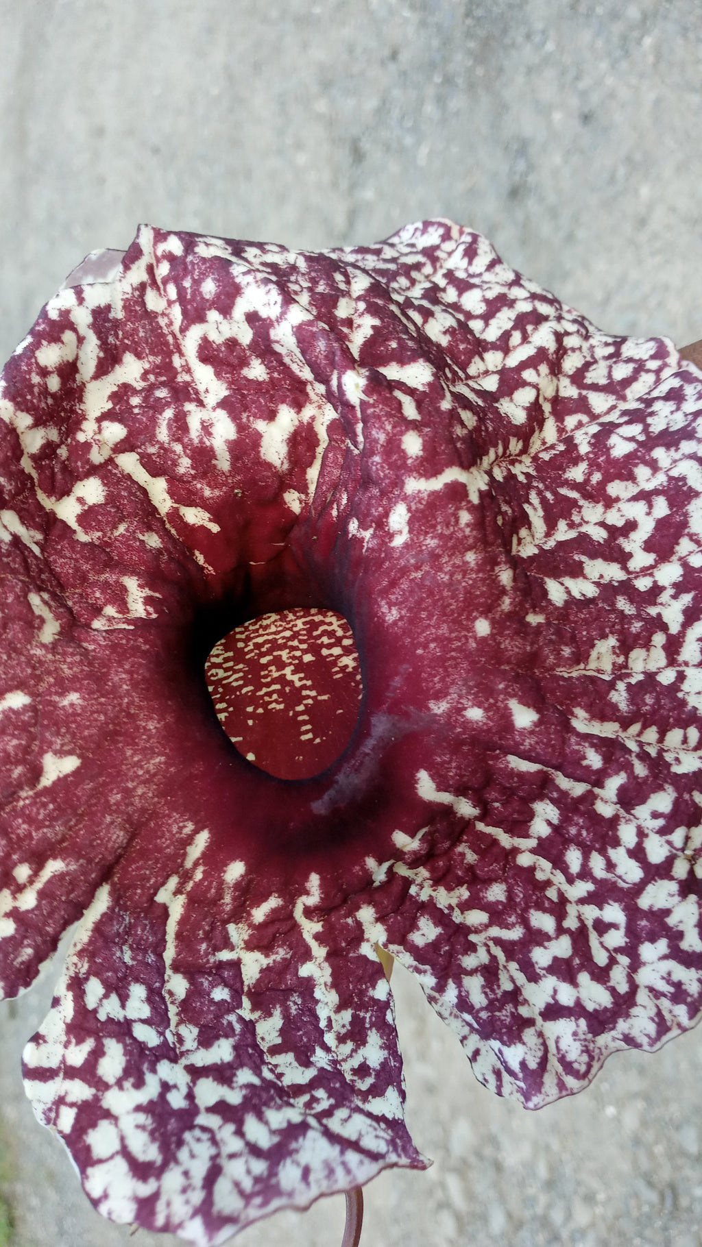Duck Flower