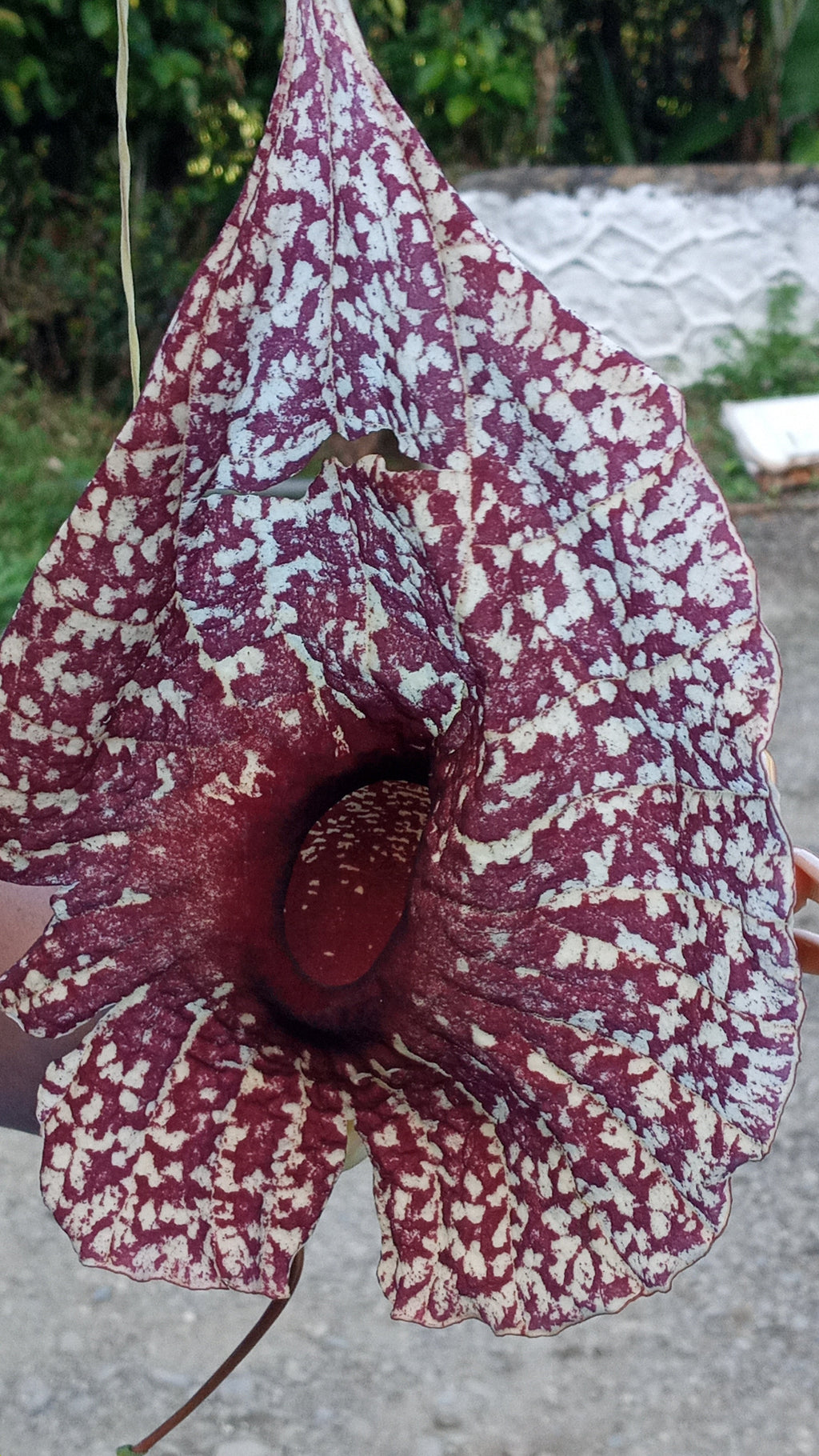 Duck Flower