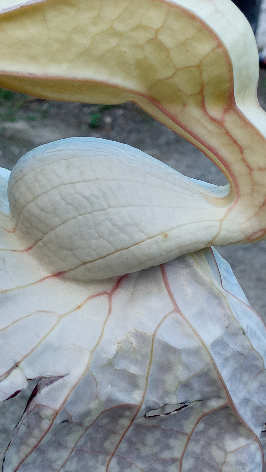 Duck Flower