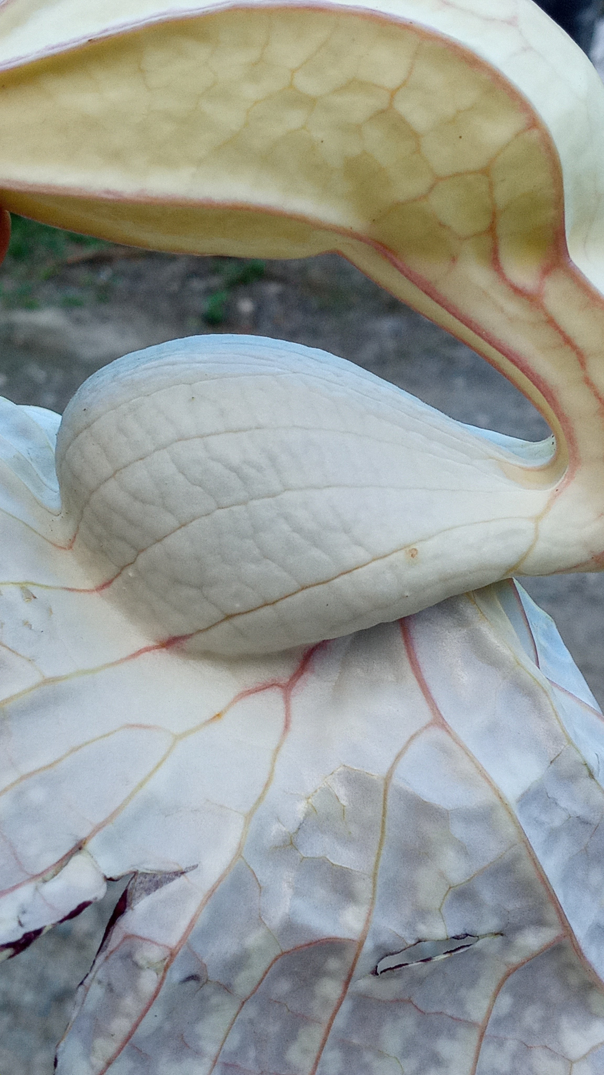 Duck Flower