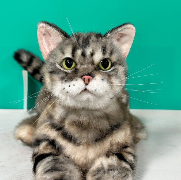 Plush American Shorthair Weighted-Handmade Life-Size Companion & Pet Memorial