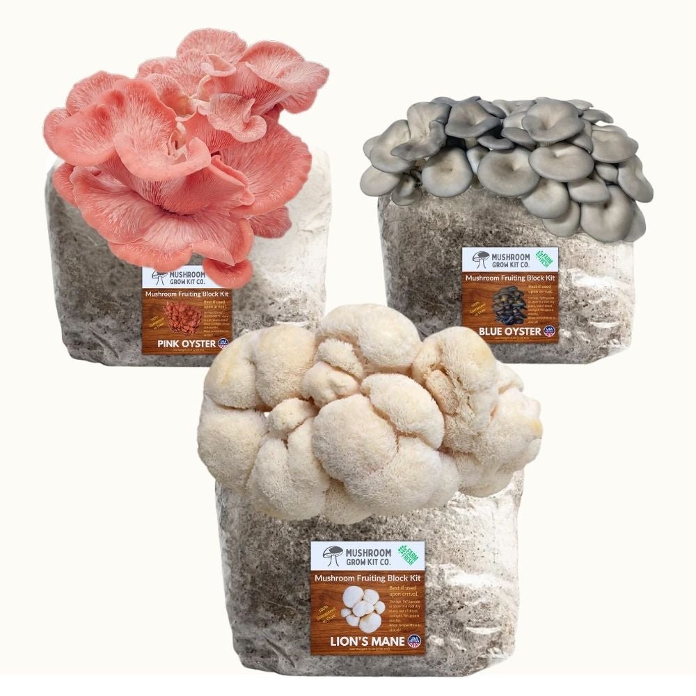 3 Pack - Lion's Mane, Pink, and Blue Oyster Mushroom Grow Kit Fruiting Block - 15 LBS