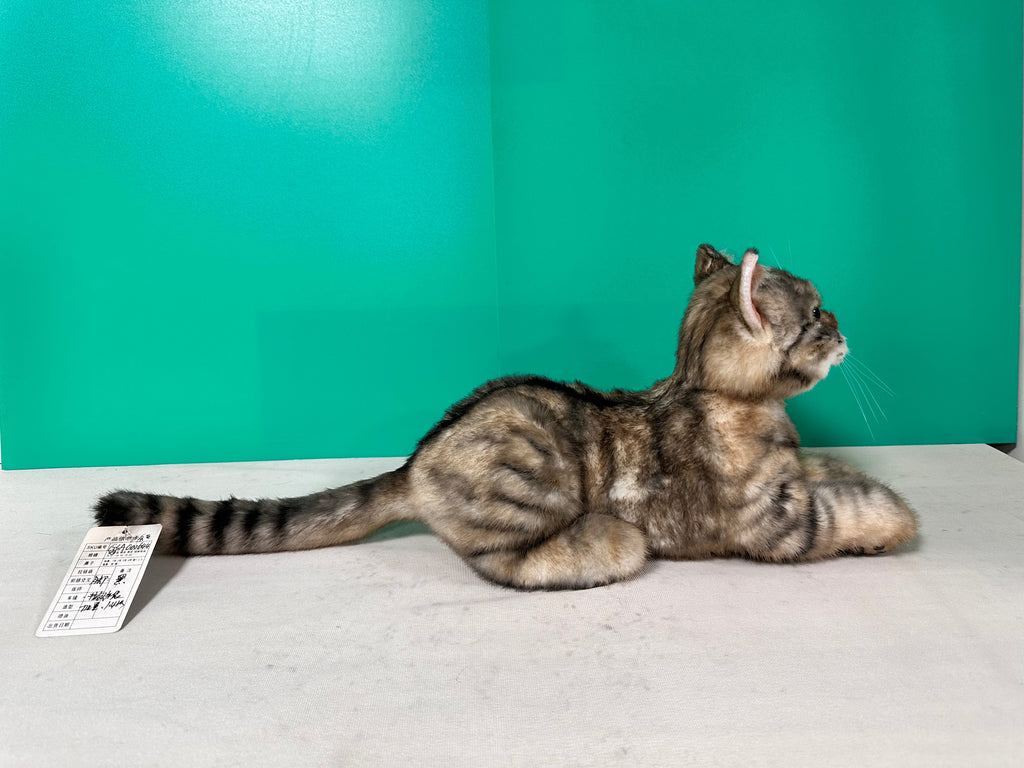 Plush American Shorthair Weighted-Handmade Life-Size Companion & Pet Memorial