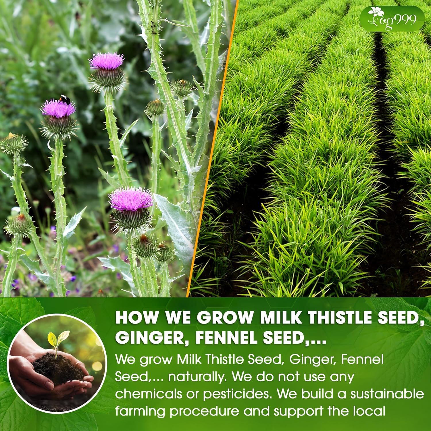 Premium Stomach & Liver Herbal Tea | Milk Thistle Seed, Ginger, Fennel, Peppermint & Licorice