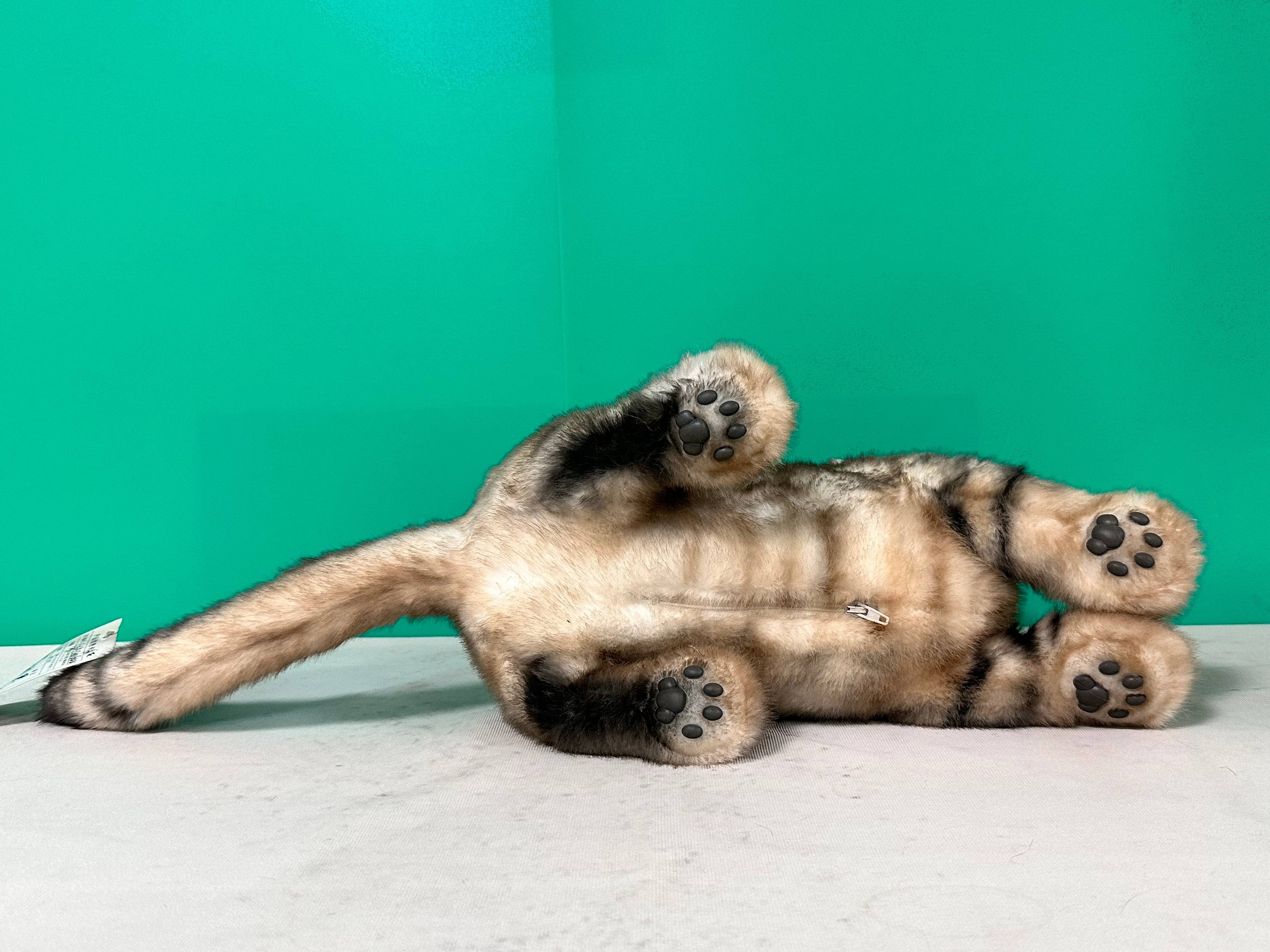 Plush American Shorthair Weighted-Handmade Life-Size Companion & Pet Memorial