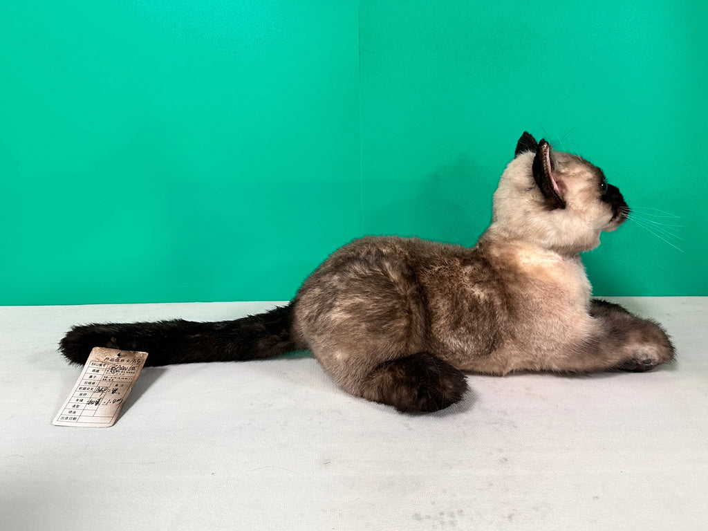 Plush Siamese Shorthair Cat-Weighted-Handmade Life-Size Companion & Pet Memorial