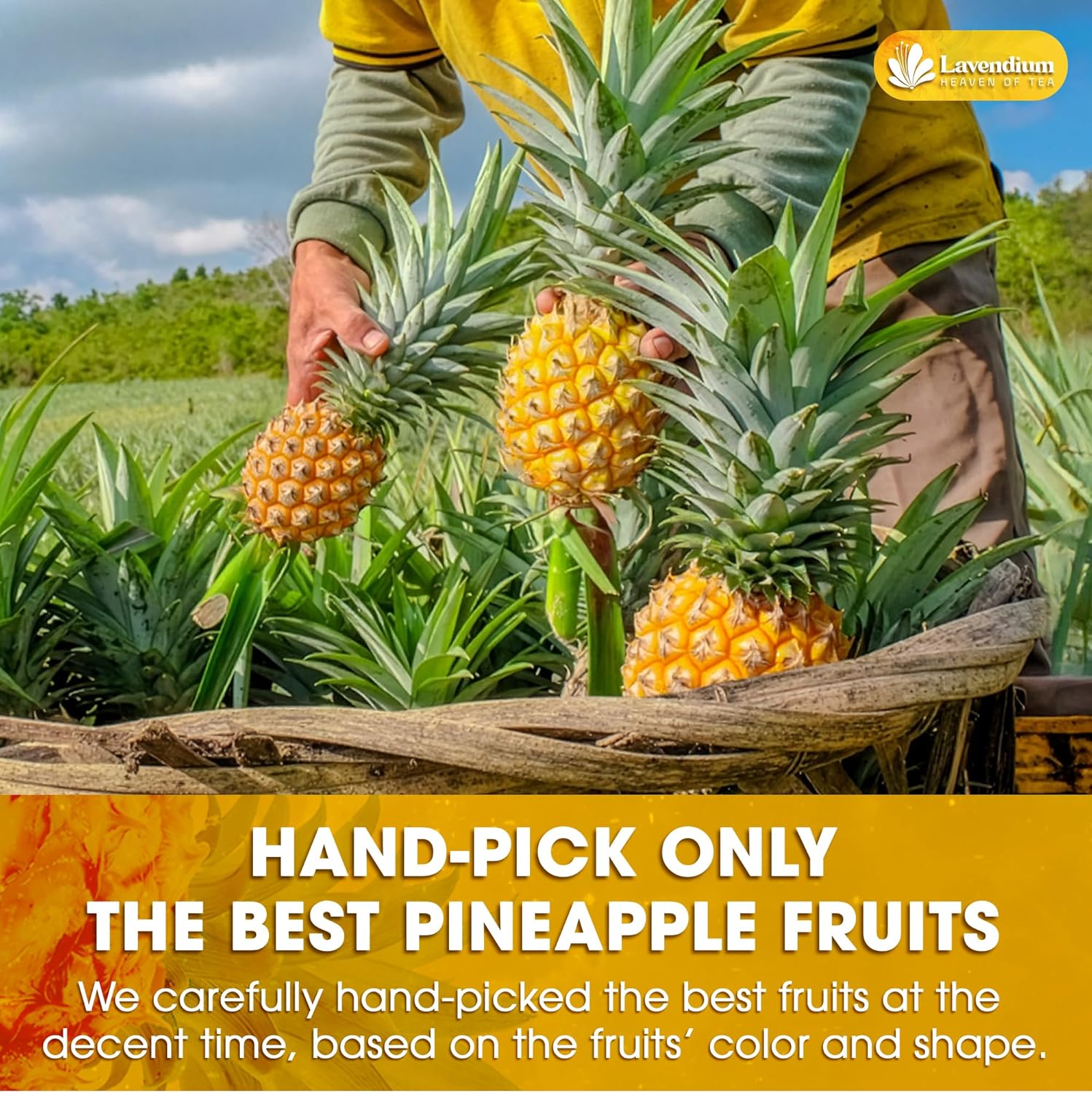 Dried Pineapple Slices 6oz – Premium Quality, Naturally Sweet & Tangy