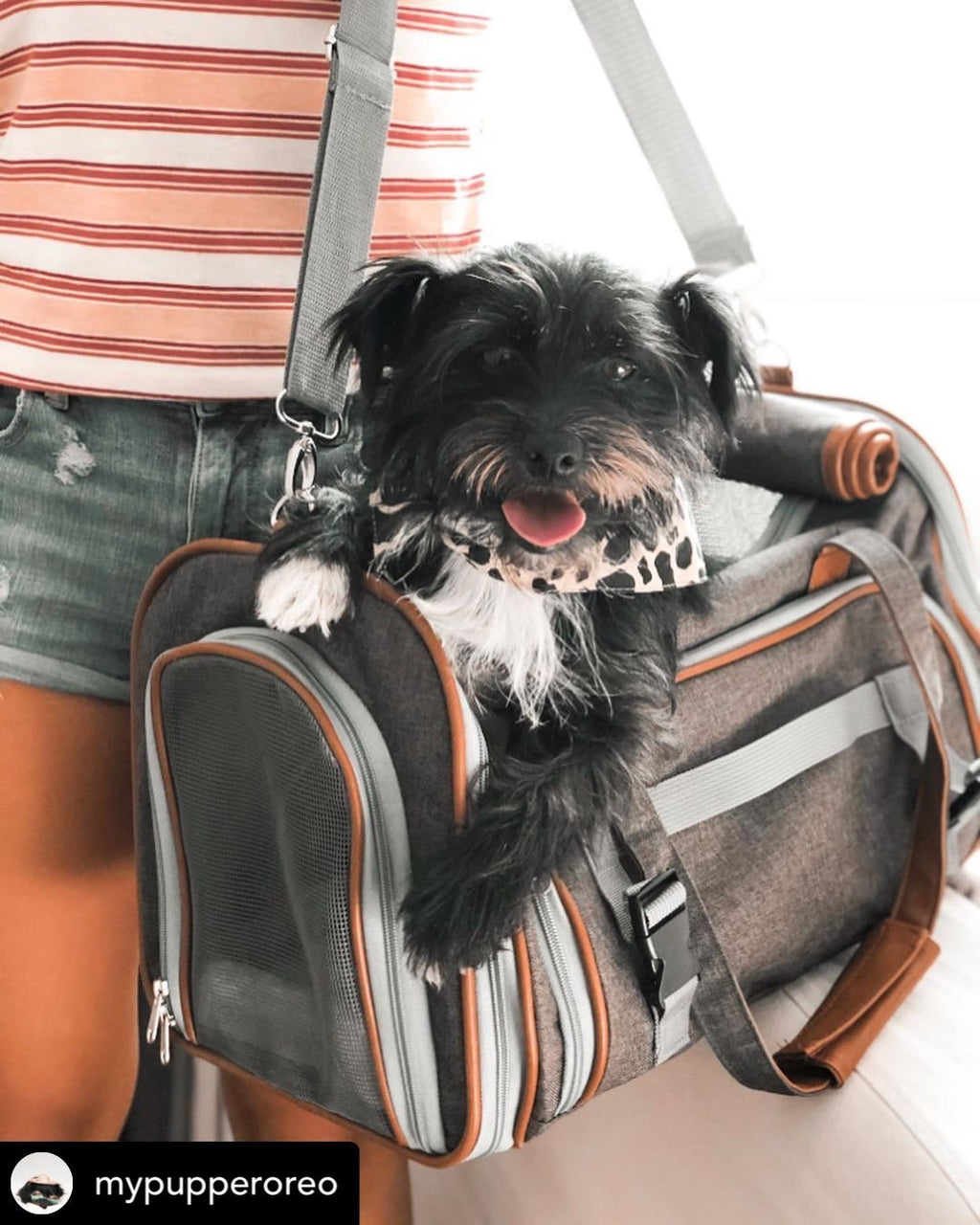 Mr. Peanut's Gold Series Big Apple XL Expandable Pet Carrier V3.0