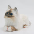 Plush Dog Stuffed Animal Brown Hair Cat with Blue Eyes Order to Make