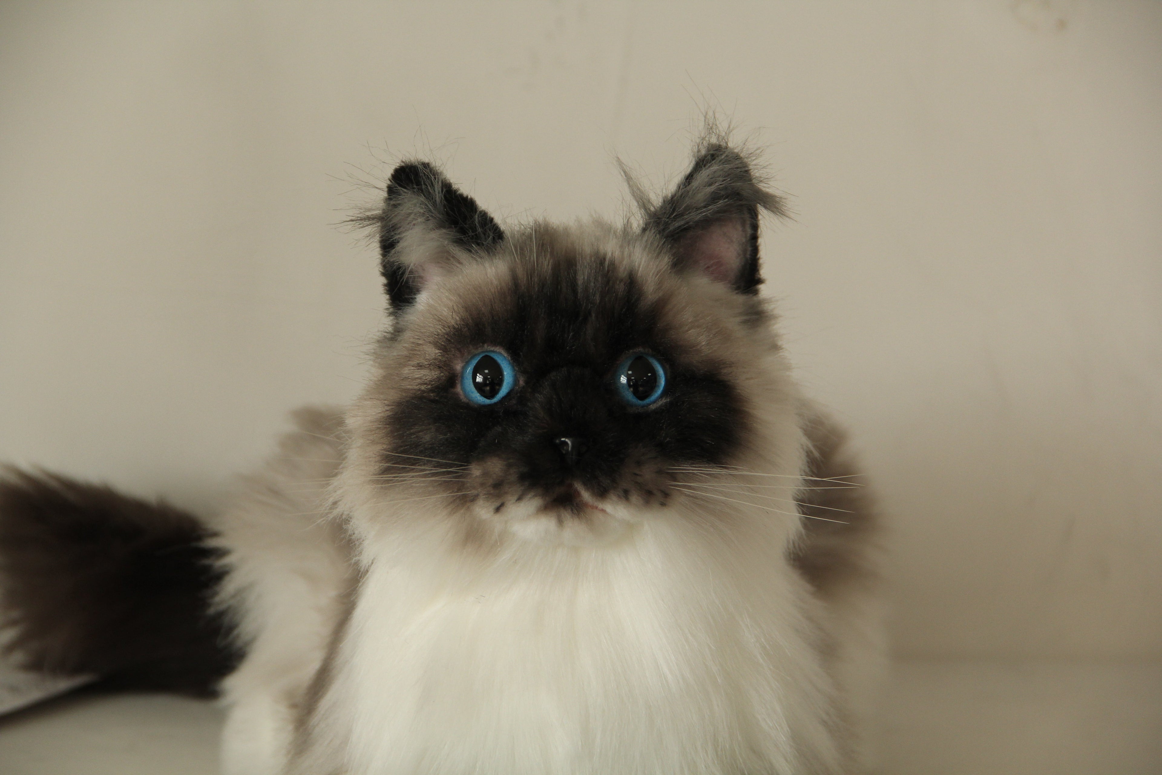 Plush Siamese Cat Longhair Weighted -Handmade Life-Size Companion & Pet Memorial