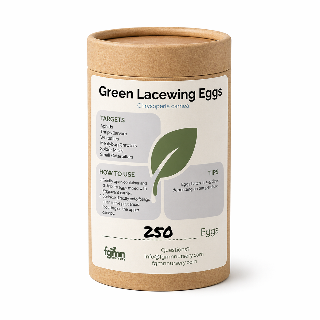 Green Lacewing Eggs