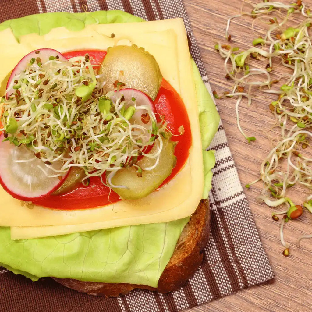 Sprout Spout Alfalfa Starter Kit: Sprout Spout + 4oz or 1lb seeds + Free Sprout Scoop