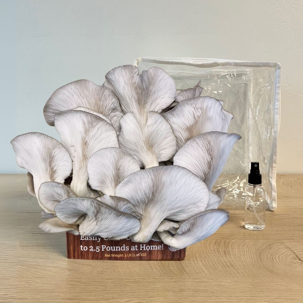 3 Pack - Lion's Mane, Pink, and Blue Oyster Mushroom Growing Kit - 15 LBS