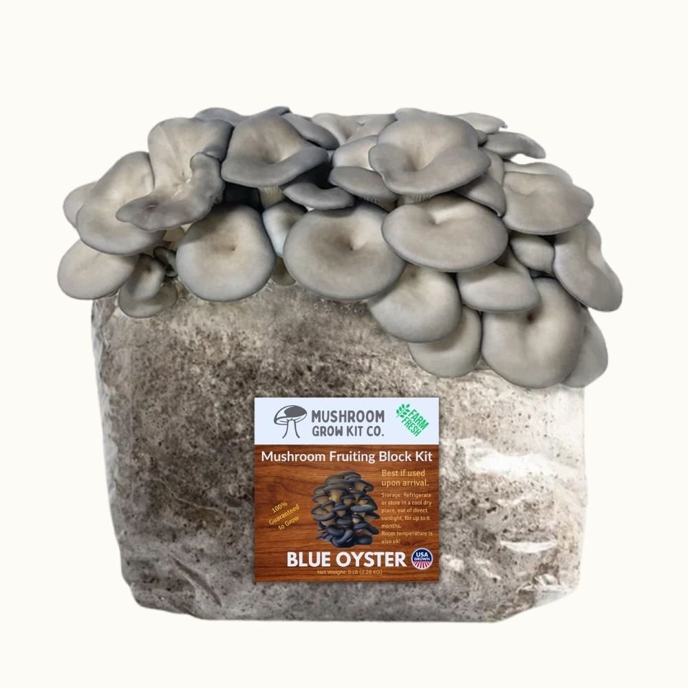 3 Pack - Lion's Mane, Pink, and Blue Oyster Mushroom Grow Kit Fruiting Block - 15 LBS