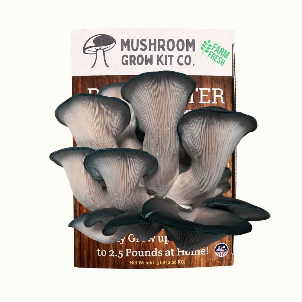 3 Pack - Lion's Mane, Pink, and Blue Oyster Mushroom Growing Kit - 15 LBS