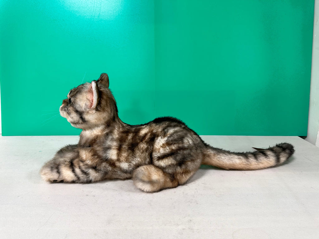 Plush American Shorthair Weighted-Handmade Life-Size Companion & Pet Memorial
