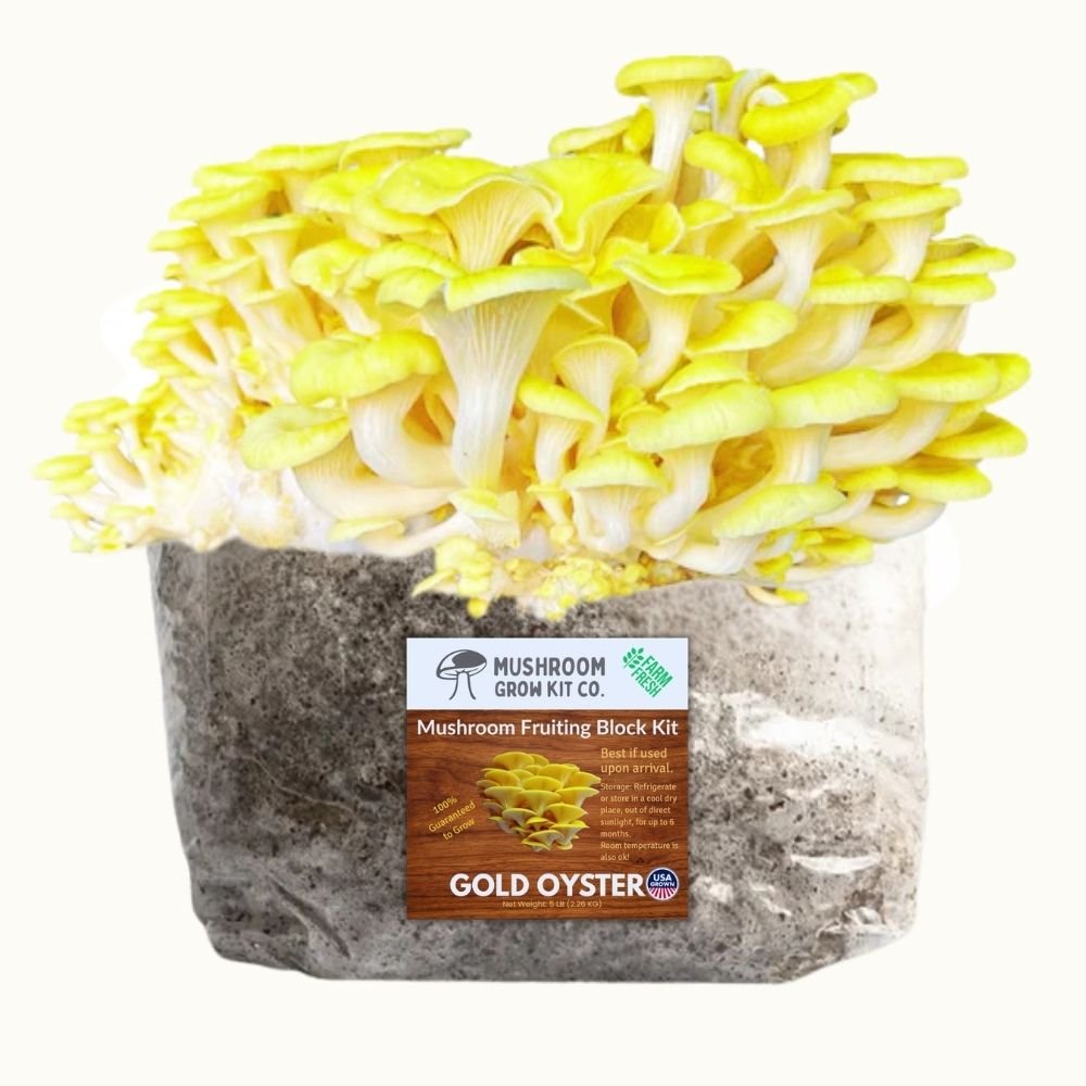 Gold Oyster Mushroom Grow Kit Fruiting Block - 5 LBS