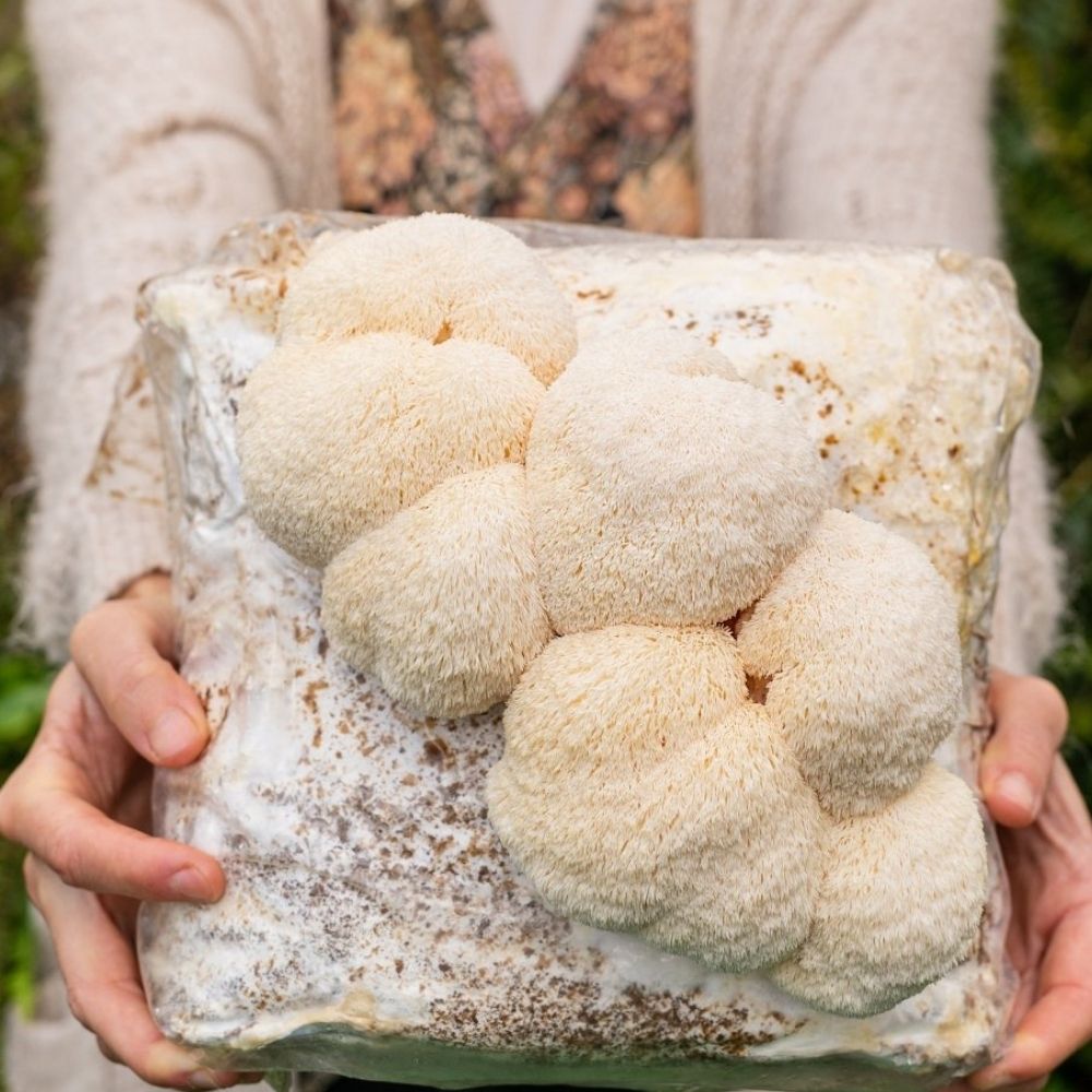 3 Pack - Lion's Mane, Pink, and Blue Oyster Mushroom Grow Kit Fruiting Block - 15 LBS