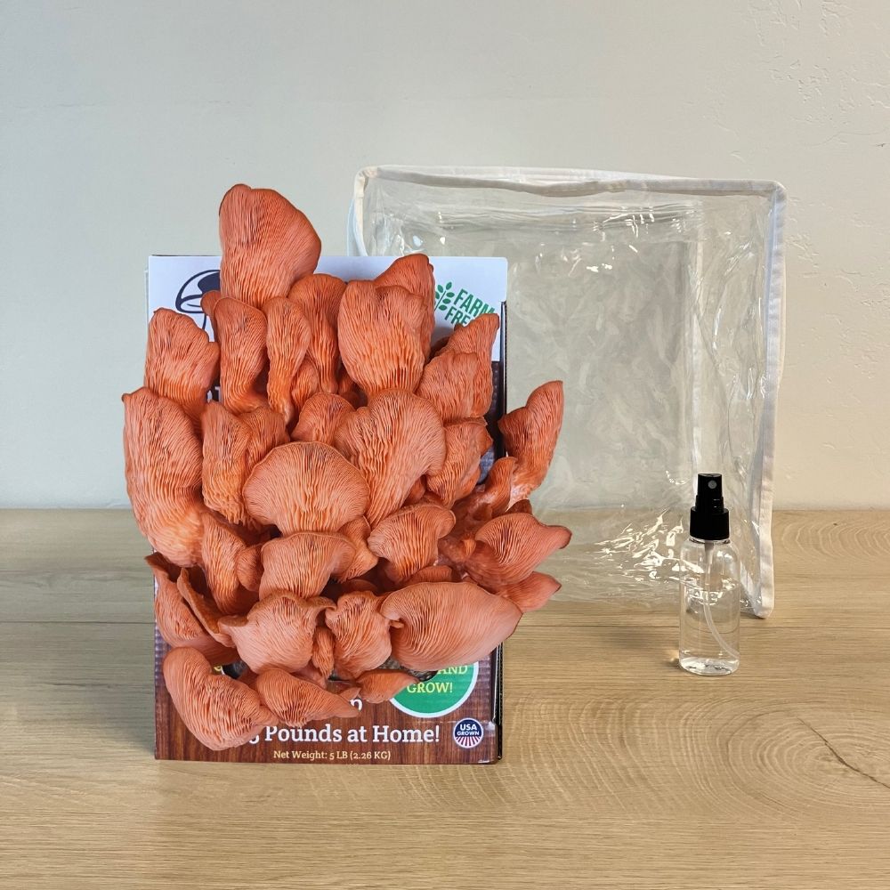 3 Pack - Lion's Mane, Pink, and Blue Oyster Mushroom Growing Kit - 15 LBS