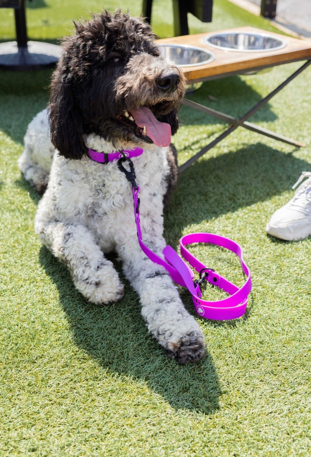 The Modern Dog Company - Electric Fuchsia Collar (Weather + Odor Resistant)