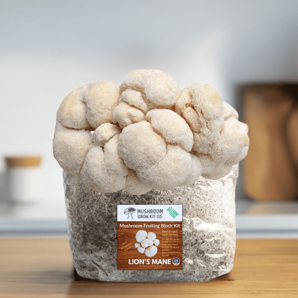 Lion's Mane Mushroom Grow Kit Fruiting Block - 5 LBS