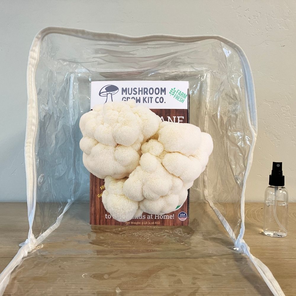 Lion's Mane Mushroom Growing Kit - 5 LBS Spray and Grow