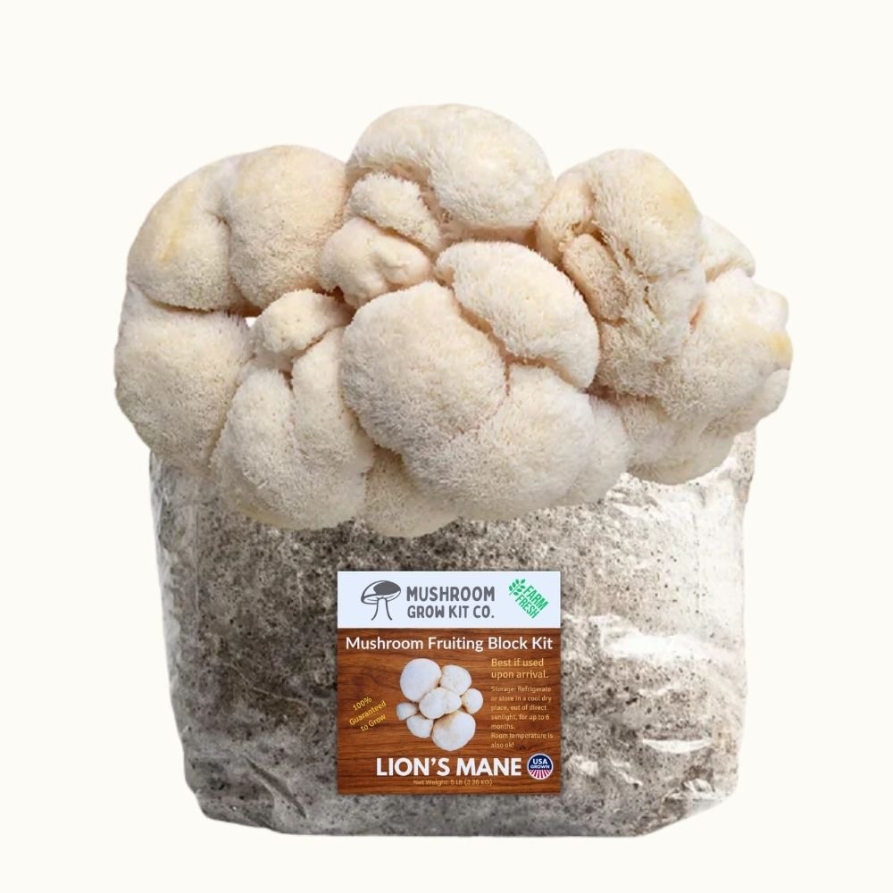 Lion's Mane Mushroom Grow Kit Fruiting Block - 5 LBS