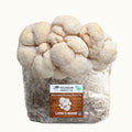 Lion's Mane Mushroom Grow Kit Fruiting Block - 5 LBS