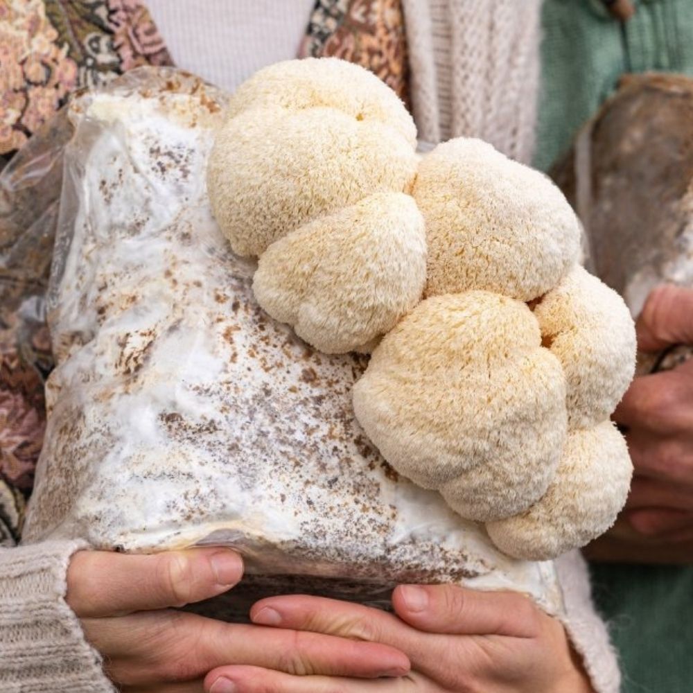 Lion's Mane Mushroom Grow Kit Fruiting Block - 5 LBS