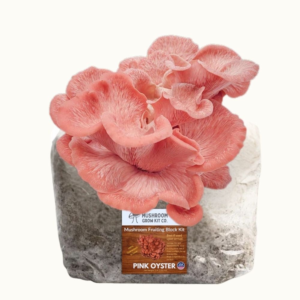 Pink Oyster Mushroom Grow Kit Fruiting Block - 5 LBS