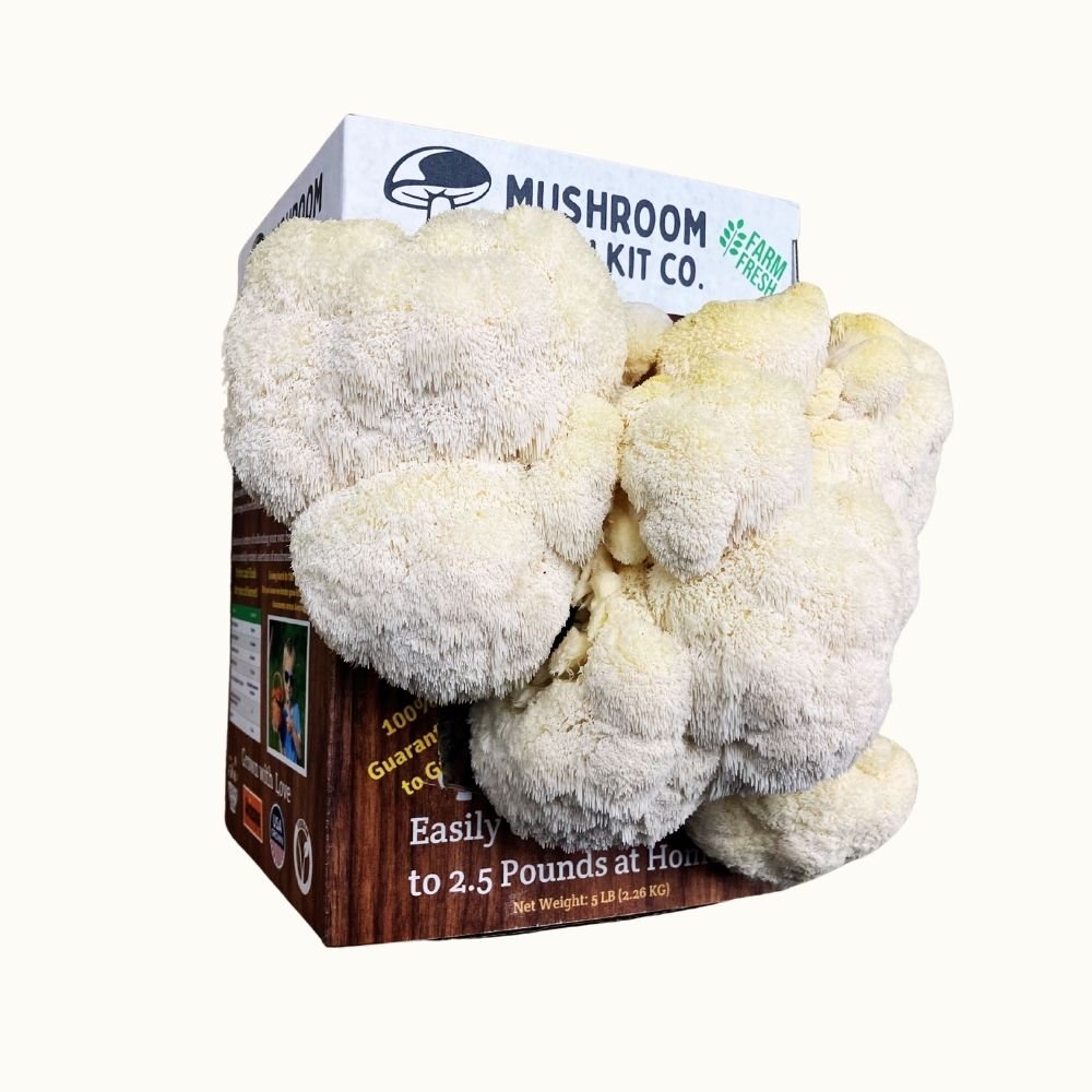 Lion's Mane Mushroom Growing Kit - 5 LBS Spray and Grow